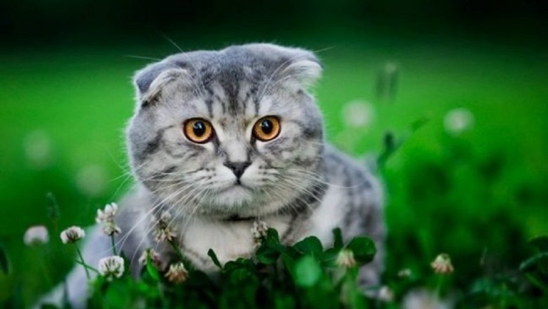 The Delightful Scottish Fold Cat: A Photo of Pure Joy