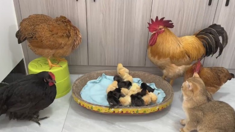 A Hilarious Barnyard Showdown: Rooster, Chicken Chicks, and Cat