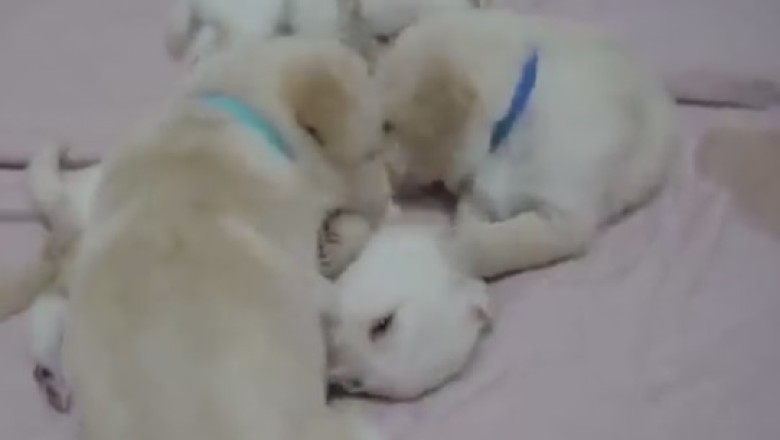 Heartwarming Video: Adorable Dog Takes Care of Her Cute Puppies!