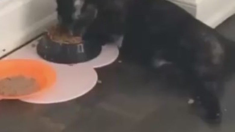 Hilarious Cat Eats Like a Food Critic – Watch This Epic Gastronomic Adventure!