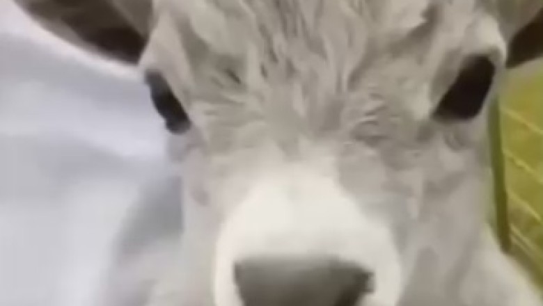 Hilarity Unleashed: The Great Goat Scream Symphony - A Comedic Masterpiece of Caprine Choir Chaos!