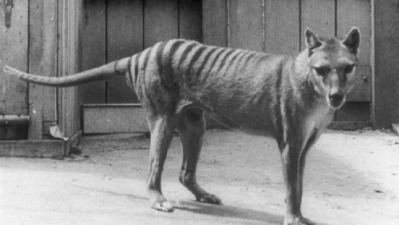 Human Activities Lead to the Extinction of 73 Genera of Terrestrial Vertebrates