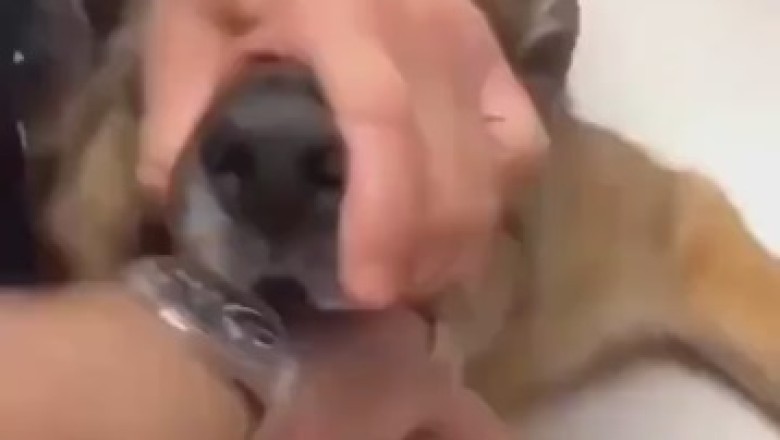 Incredible Ball Swallowing Dog – Watch as Vet Performs Epic Rescue!