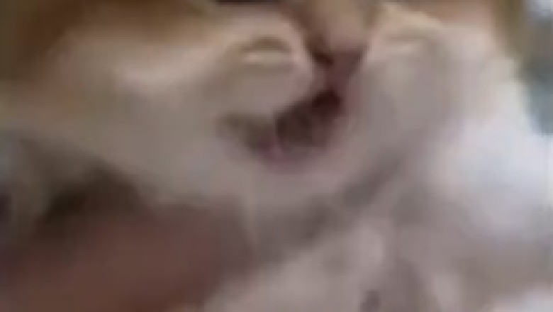 Paws and Claws Collision: A Comedy Battle of Cats and Dogs!