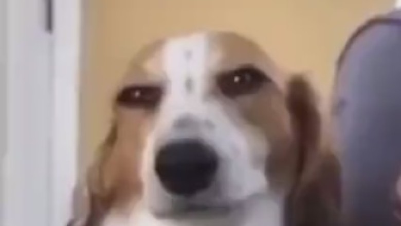 Pawsitively Adorable: Dogs Who Groove to the Beat!