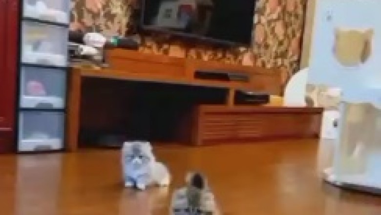 Pawsome Playtime Extravaganza: When a Group of Cats Turns a House Upside Down!