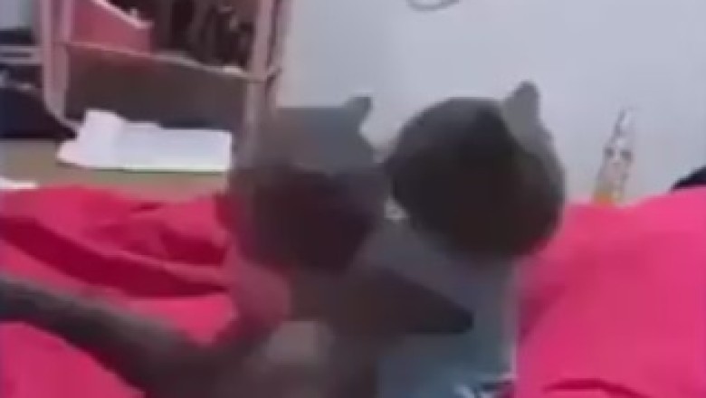 Purrfect Love: Adorable Cat Kisses!