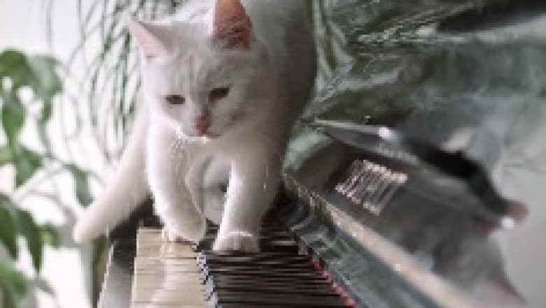 Purrfect Piano Paws: The Maestro Cat!