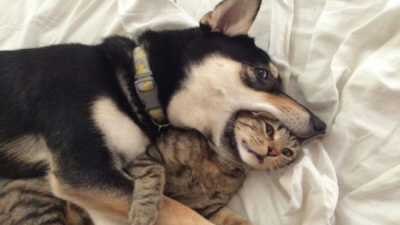 Shocking Reason: Why Dog Won't Let Go of Cat – Owner is Surprised by the Cause