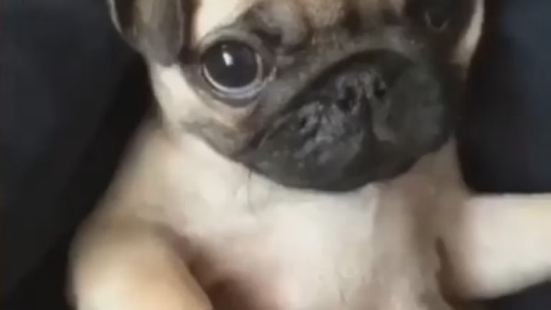 The Adorable Chauffeur: A Small Dog Takes the Driver's Seat!