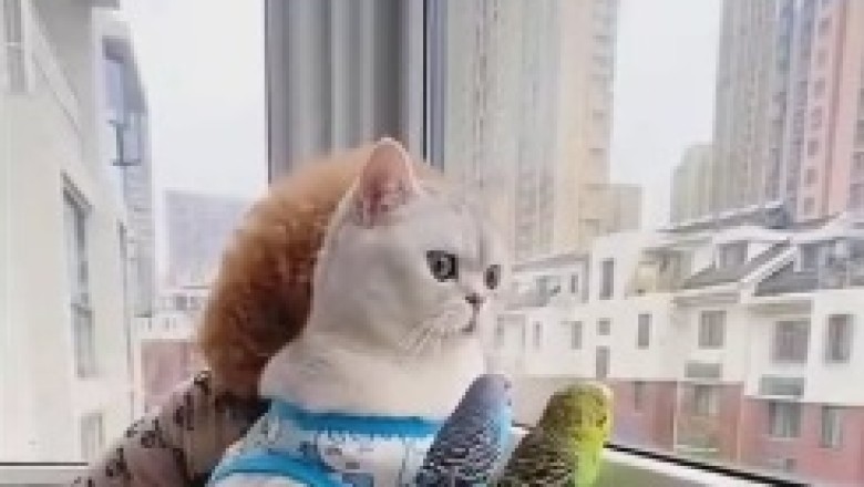 The Hilarious Balcony Brigade: A Dog, a Cat, and a Parrot's Side-Splitting Comedy Show!