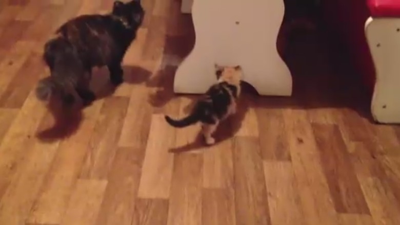 The Mismatched Duo: When a Small Cat Meets a Big Cat, Hilarity Ensues!