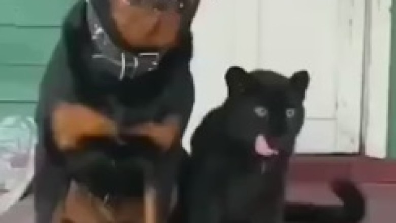 The Unlikely Duo: A Dog and His Cheetah Pal