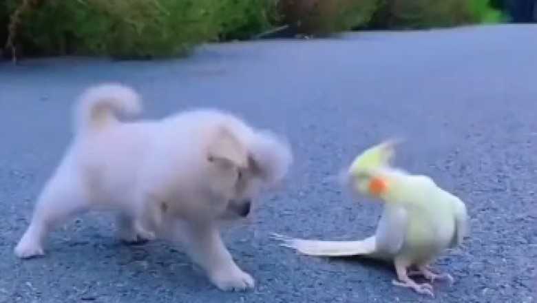 The Unlikely Duo: Hilarious Hijinks of a Small Dog and a Talkative Parrot!