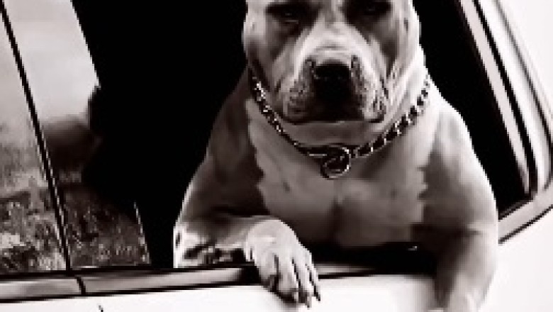 The World's Most Influential Dog: Meet the Canine Sensation That's Taking Over Social Media!