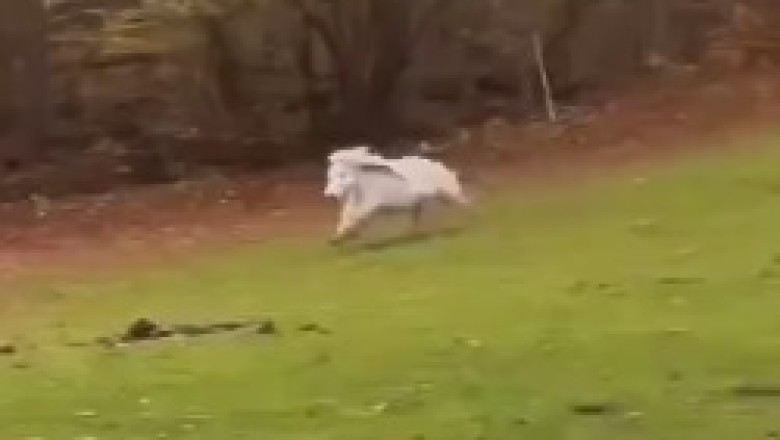 Tiny Hooves, Big Moves: The Dancing Miniature Horse!