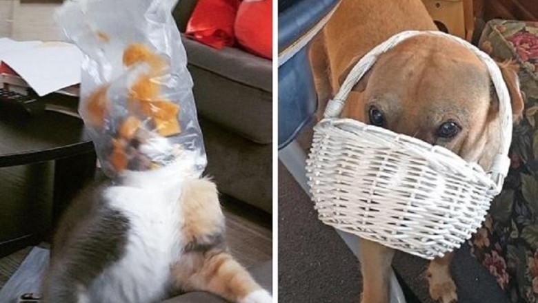 Unbelievable Rescue: Pets Trapped in Hay Feeder Defies the Odds