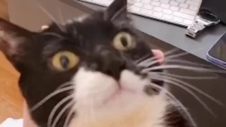 Videos Hilarious Kitty Chronicles: Watch this Cat Devour Everything in Sight!