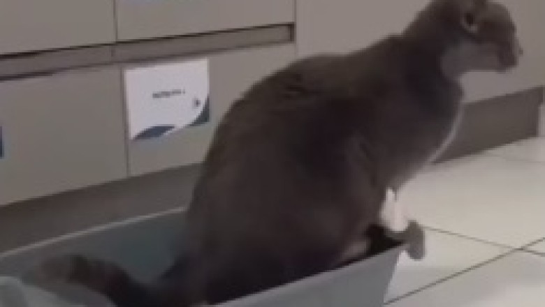 When Cats Become Home Improvement Experts: Hilarious Shower Renovation