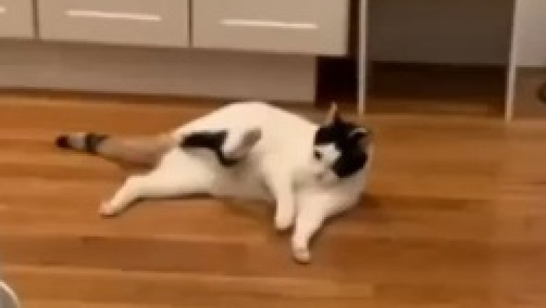 Whiskers & The Gravity Glitch: A Hilarious Tale of a Cat Defying Physics and Hilariously Sticking to the Floor!