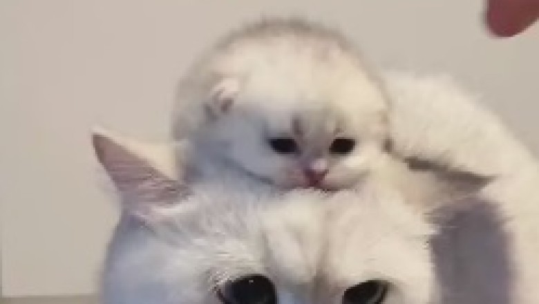A Masterful Mama: Witness the Hilarious Journey of a Cat Carrying her Kitten on her Back!