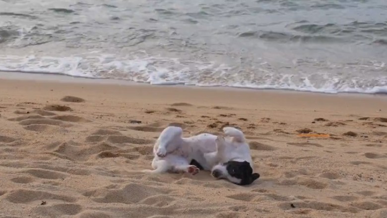 Beach Bound Belly Flop: The Hilarious Adventures of a Dog with a Sand-loving Soul!