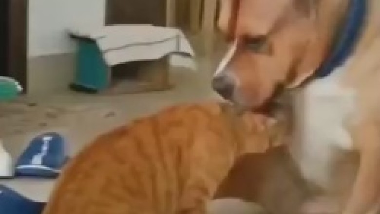 Canine Craziness: Hilarious Hijinks as a Dog Perfectly Strokes a Cat's Head, Sending Furry Friendship Levels Intergalactic!