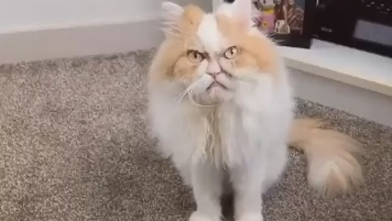 Cat-astrophe Chronicles: The Hilarious Saga of an Upset Cat and Its Misadventures!
