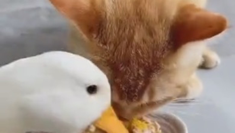 Duck and Cat Dining Delights: A Hilarious Feast of Friendship and Food!
