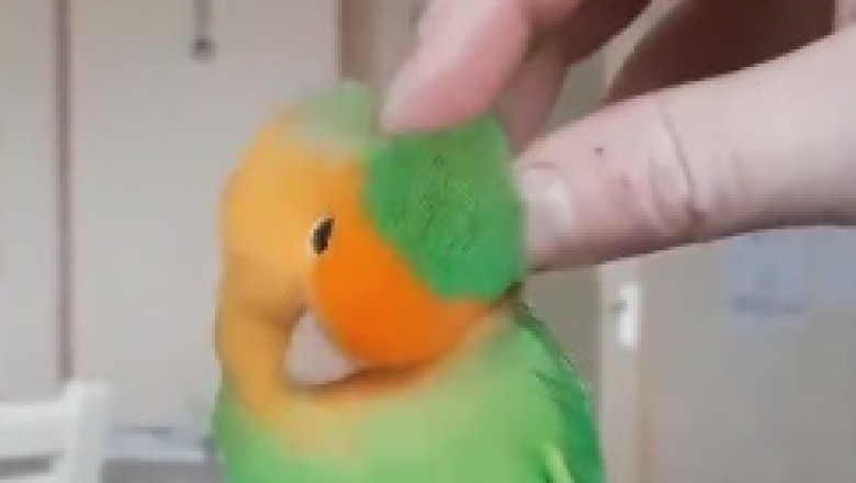 Feathered Serenity: The Hilarious Video of a Parrot Enjoying a Relaxing Massage!