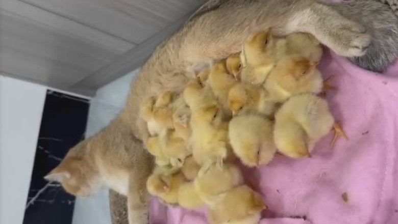 Feline Frenzy and Feathered Fun: Cats and Chicks Unleash Laughter in this Pawsitively Hilarious Video!
