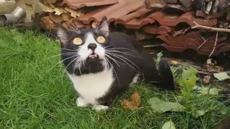 Feline Shenanigans: Witness the Hilarious Antics of a Determined Cat on a Quest to Get What It Wants!