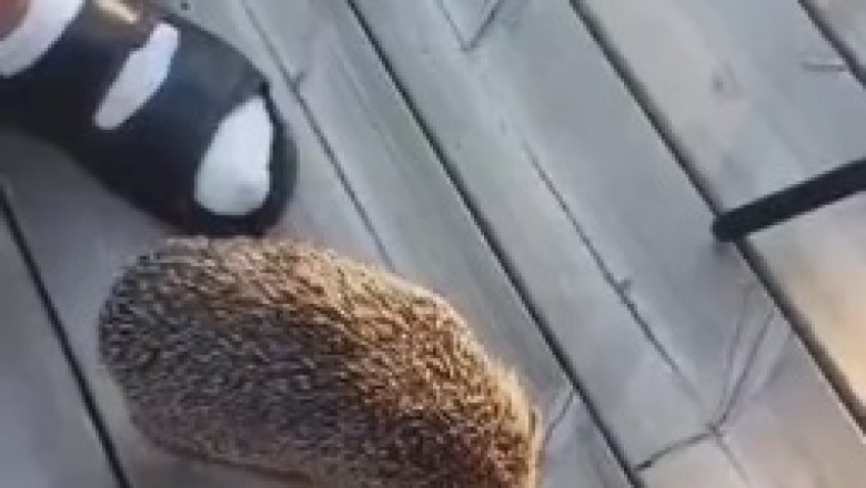 Hilarious Hedgehog Hijinks: When a Bite Turns into the Funniest Encounter!