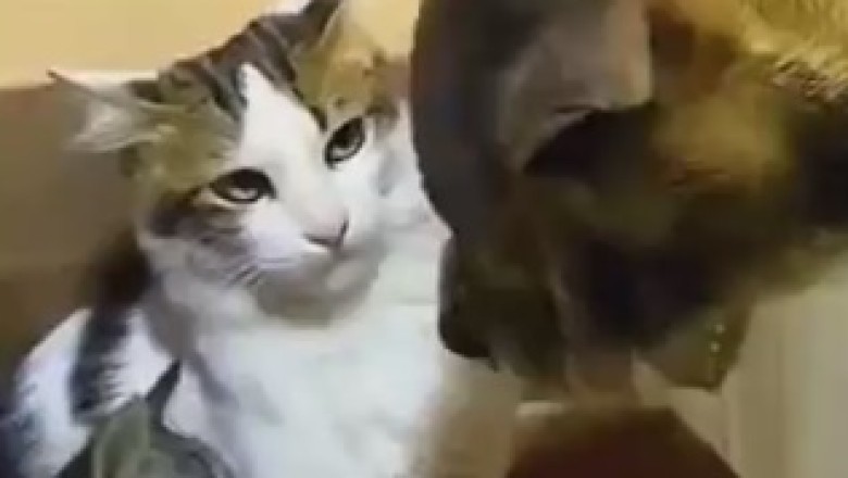 Hilarious Kitten vs. Dog Showdown: The Battle of the Tiny Titans Kitten vs. Dog