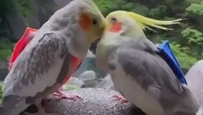 Hilariously Awkward Love Story Unfolds: Witness the Unusual Intimate Relationship Between a Parrot and Its Hilariously Unrequited Love Interest - A Banana!