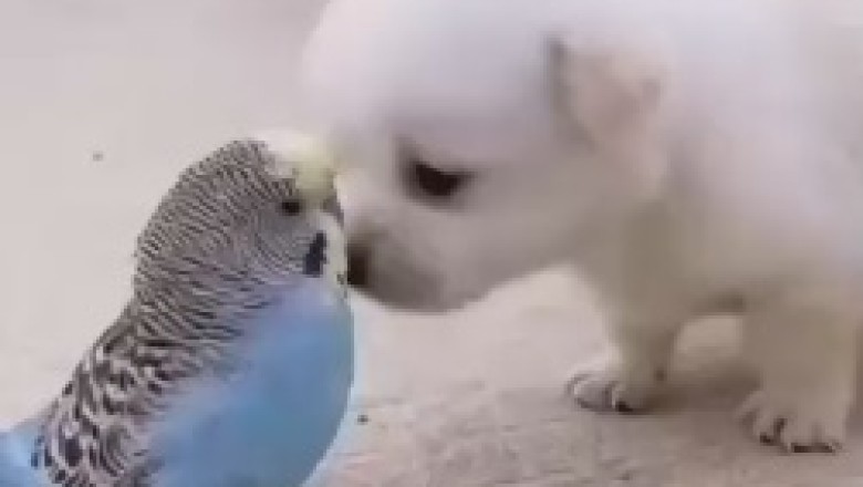 Hilariously Unlikely Duo: Witness the Unique Friendship Between a Parrot and a Dog in This Rib-Tickling Video!
