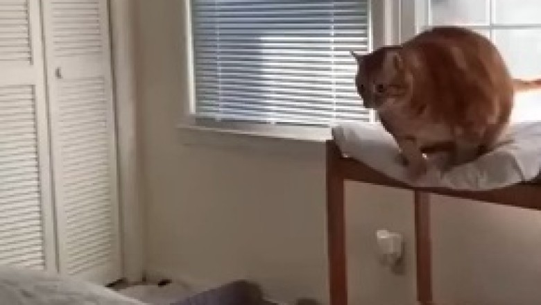 Hilarity Unleashed: Watch in Awe as a Fearless Feline Takes the Leap of Laughter from a High Place!
