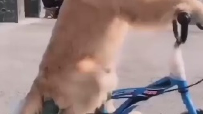 Hilarity Unleashed: Witness the Ultimate Display of Canine Talent as a Dog Masters the Art of Riding a Bike!