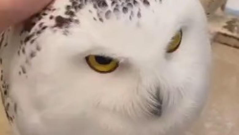 Hoot-tastic Hilarity: The Adventures of a Cute Owl that Will Leave You in Stitches!