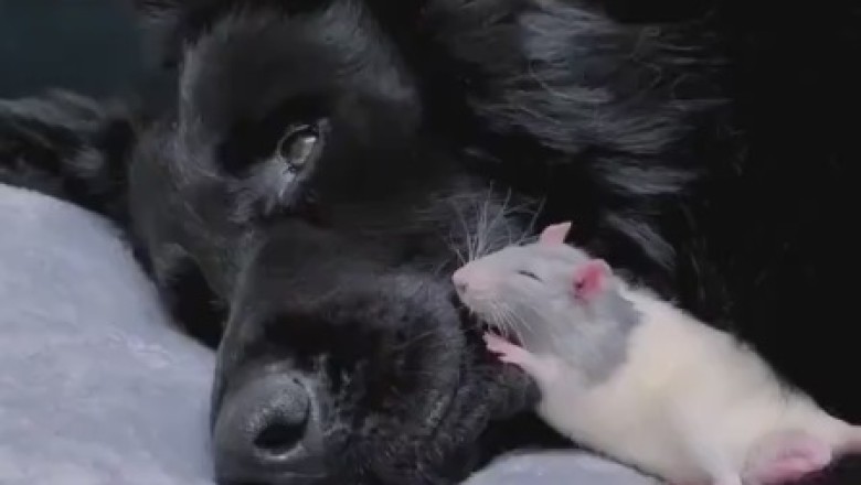 Naptime Delights: Hilarious Video Captures a Tiny Mouse Taking an Unconventional Nap on Top of a Blissfully Unaware Dog!