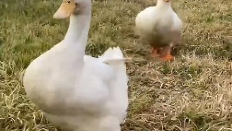 Quacktastic Competitors: The Hilarious Race of Two Ducks that Will Quack You Up!