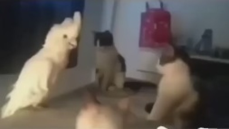 The Animal Conference: Watch in Amazement as a Witty Parrot Holds Hilarious Conversations with a Dog and Cat Duo!