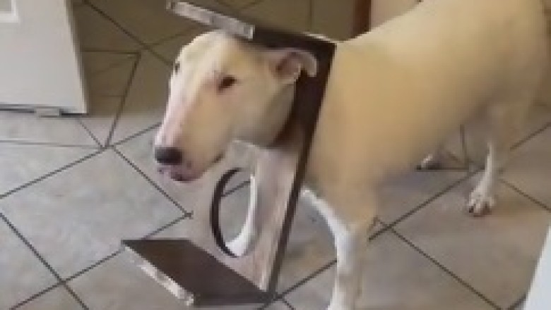 The Hilarious Tale of the Doggy Dilemma: One Dog's Journey From Sticky Situation to Laugh-Out-Loud Rescue