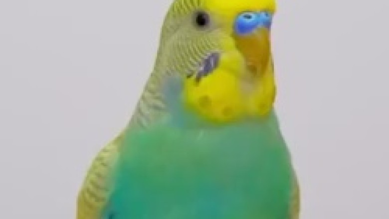 The Marvelous Melodies of a Beautiful Parrot: Watch as this Feathered Diva Puts on a Hilarious and Enchanting Show!
