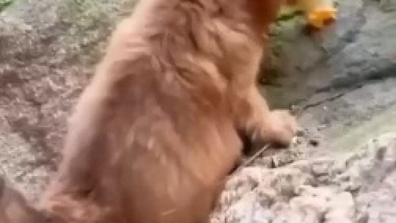 The Mighty Defender: A Small Dog's Hilarious Quest to Protect His Quacky Sidekick from Imaginary Perils!