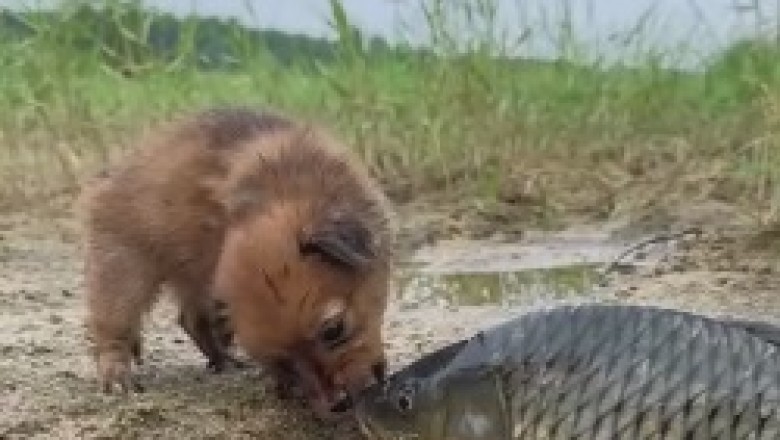 The Paw-some Fishing Expedition: A Tiny Dog's Epic Battle with a Big Fish that Will Leave You Reeling with Laughter!