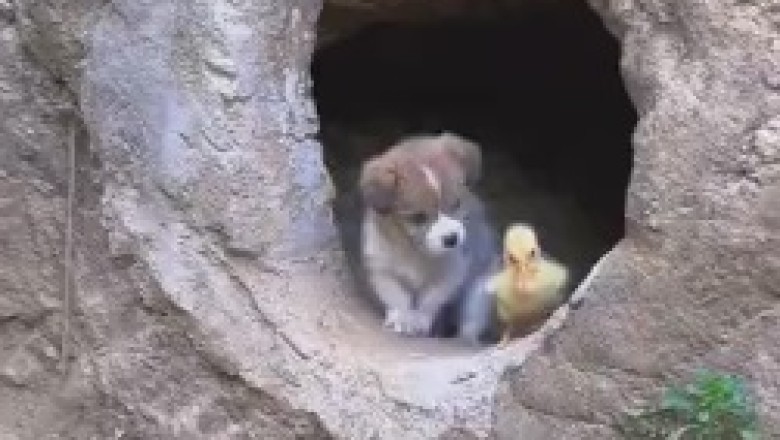 The Unlikely Duo: Hilarious Adventures of a Small Dog and Small Duck in Their Unbreakable Friendship!