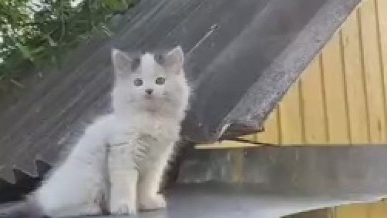 Top of the Rooftop: A Hilarious and Breathtaking Encounter with an Ambitious Beauty – the Beautiful Cat Taming the Heights!