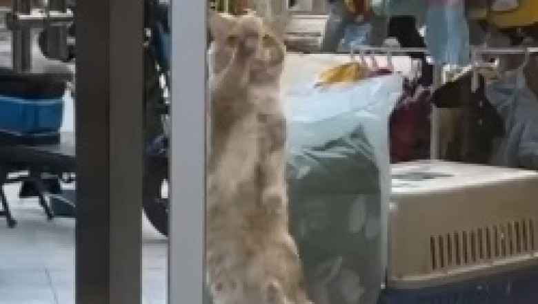 Twinkle Toes: A Hilarious Spectacle of a Cat Grooving Behind Glass!