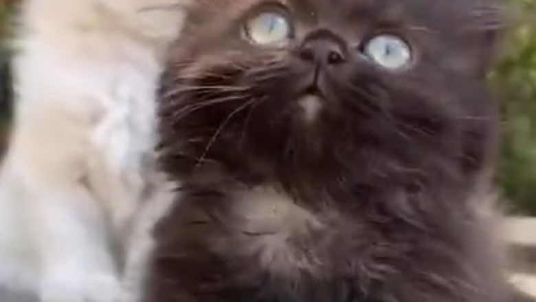 Kitten Chronicles: The Hilarious Adventures of Beautifully Different Kittens